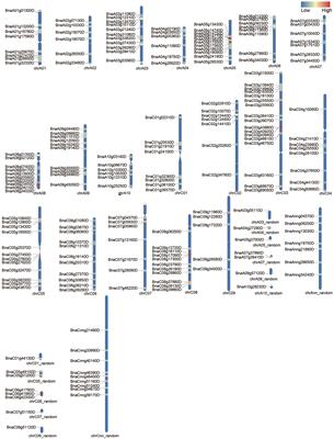 Genome-wide characterization of ubiquitin-conjugating enzyme gene family explores its genetic effects on the oil content and yield of Brassica napus